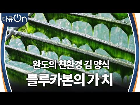 완도의 친환경 김 양식, 블루카본으로써의 가치 [다큐ON-<strong>Docu</strong> ON] | KBS 250419 방송