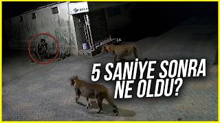 YOK ARTIK! KAMERALARA YANSIYAN EN KORKUNÇ HAYVAN KARŞILAŞMALARI!