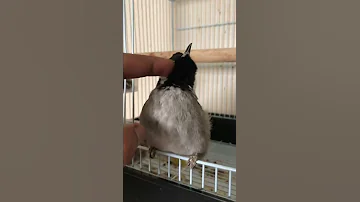 البلبل العربي يقلد نغمة سيارة المطافي 