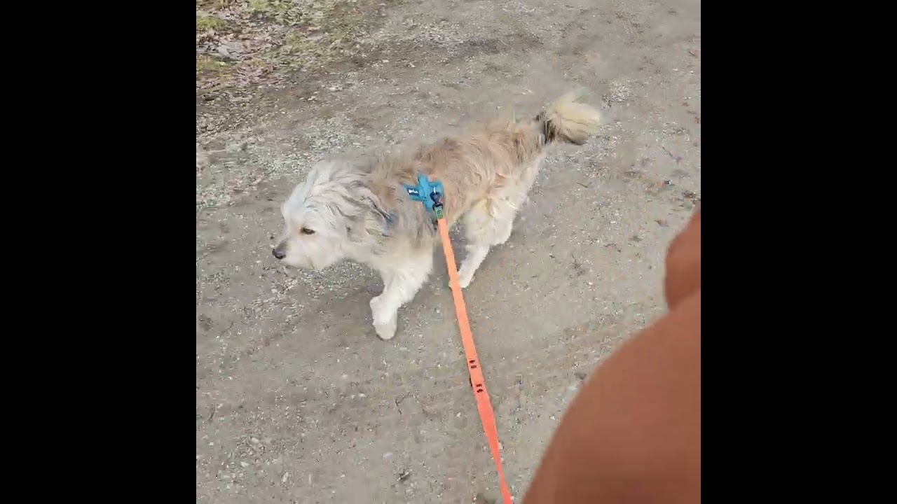 Kreuzung üben mit Charlie. (reaktiver Hund) Orientierung am Menschen.  