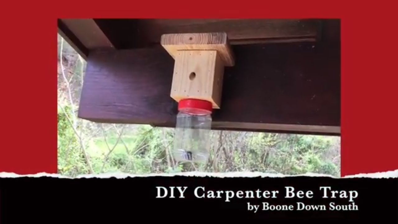 DIY Carpenter Bee Trap YouTube