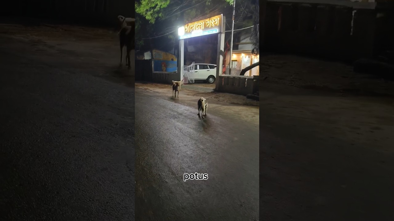 Dog fights are always seen in this area 