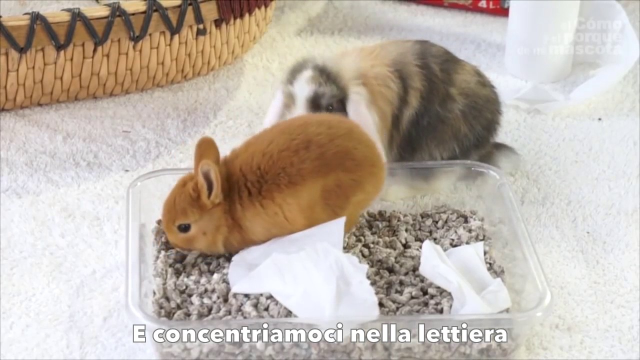 CONIGLI – Come far fare la cacca e la pipì al proprio coniglio nella lettiera? Consigli utili