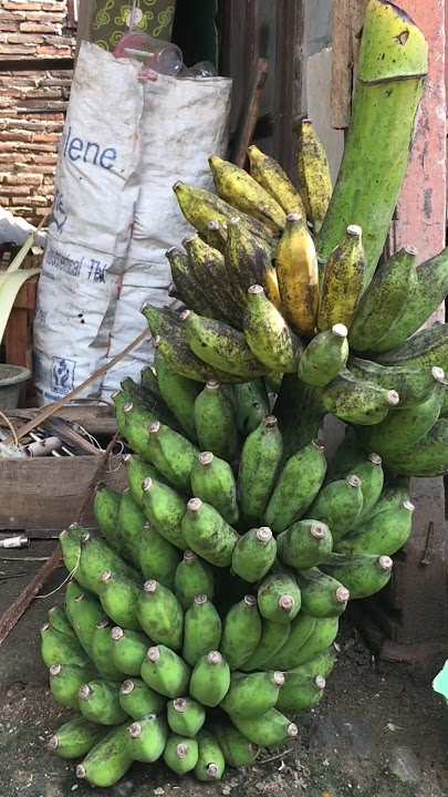 pisang #buah #pisang #storywa #musikviral #suaraviral #viral #audioviral