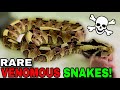 Feeding World’s MOST Venomous Snakes!