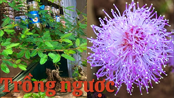 Trồng những cây hoa trinh nữ mọc ngược