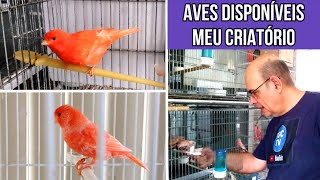 Aves disponíveis do meu criatório #passaros #aves #canario