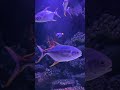 Zen Aquarium 🐠