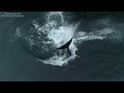 Killer Whales Kick Salmon + Chase Birds