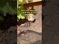 Nature's way of giving my soil a 5-star review ⭐️⭐️⭐️⭐️⭐️ #soilsystems #organicsoil #organicmatter