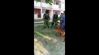 Boinas negras con perros para capturar mono fugado del zoológico de Caibarién