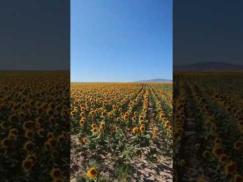 Yağlık Ayçiçeği Kırşehir