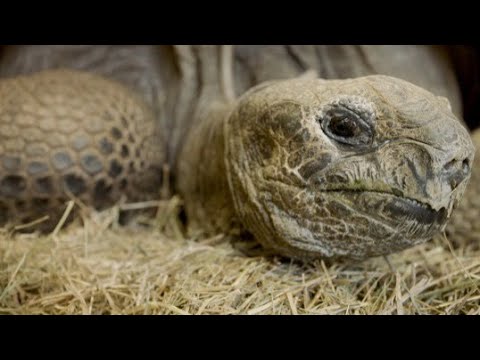 This Really Old Tortoise Is Heading to Chicago