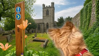 Silent Paws at Culross โ A Walk Through Nature and the Abbey