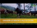 Ganaderia Lechera en el Valle de Cocora- TvAgro por Juan Gonzalo Angel Restrepo