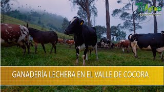 Ganaderia Lechera en el Valle de Cocora- TvAgro por Juan Gonzalo Angel Restrepo