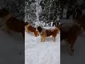 Snow Mountain Dog Paradise #relaxing #relax #dog #dogs