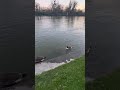 அடி ஆத்தி இது வாத்துக்கூட்டம் #canards #ducks #birds #nature #seine #France