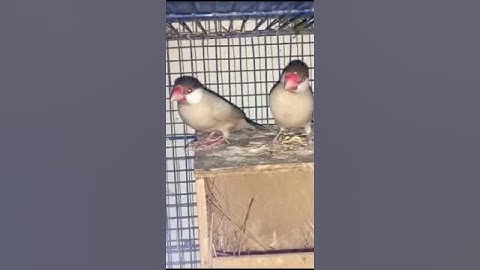 Fawn Java Breeder Pair#birds#lovebirds #javabreeding #lovesigns #javabirds #parrot #javabreedingtips