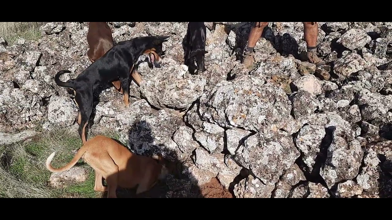 HURON CANARIO EN MAJANO DE PIEDRA yerayel playa - YouTube