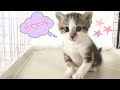 【保護子猫】シマシマ3兄弟♪保護2日目/コアニちゃんの成長日記生後32日目「一丁前のシャー!」