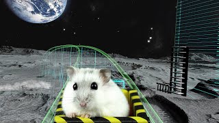 Hamster in Roller Coaster Spaceport | Hamsters maze