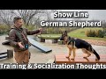 Show line german shepherd  obedience  socialization session