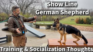 Show Line German Shepherd | Obedience & Socialization Session