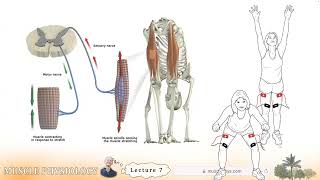 Muscle Physiology, Lecture 7: Reflex Arcs