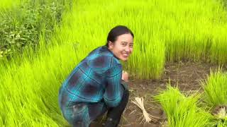 Paddy field work out, Village Life Naga lifestyle Manipur india