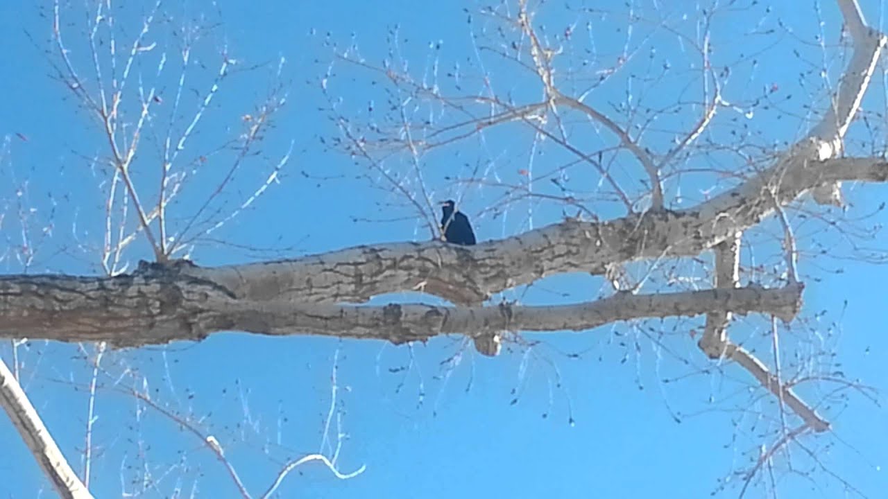 Crow drops his pecan. - YouTube