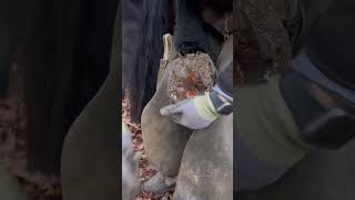 Part 1 #Farrier #Asmr #Satisfying #Oddlysatisfying #Horse #Horseshoe #Samdracottfarrier