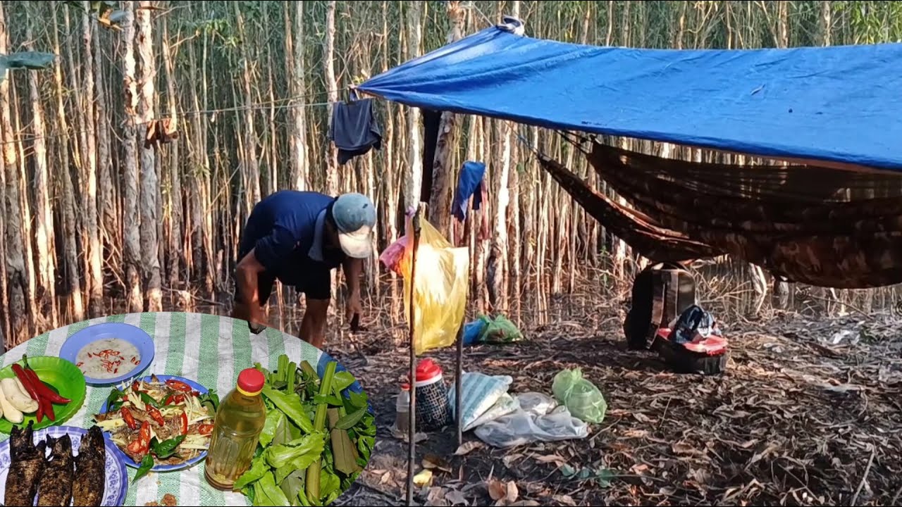 Tập31_ Thử thách 24h săn bắt trong rừng tràm ll trúng mánh bầy cá rô rừng quá to