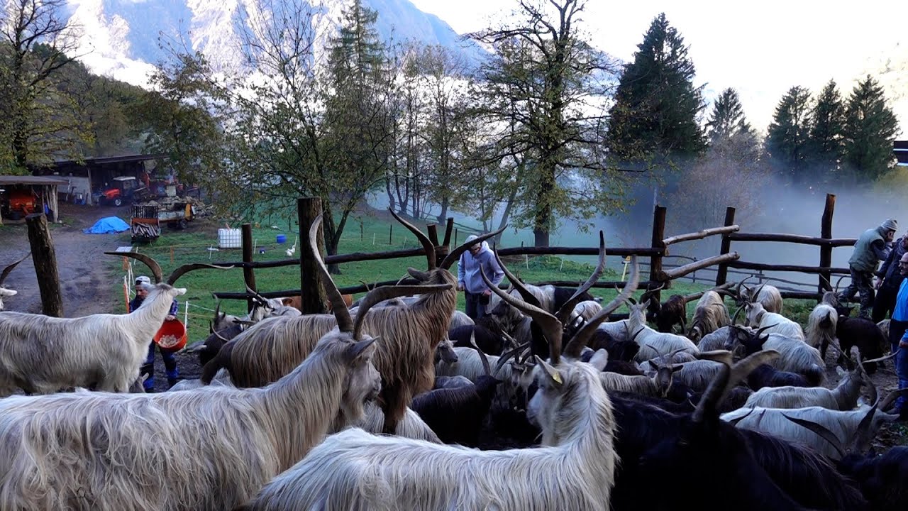 ITINERARI: CASARGO, PASSIONE PER LA CAPRA OROBICA. INDOVERO, IL SOGNO DI UNA VIGNA IN VALSASSINA.