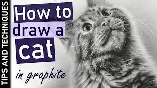 How to draw a photo realistic cat in graphite | Tips for drawing fur screenshot 3