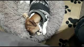 Ole Mit Seinem Neuen Kauholz