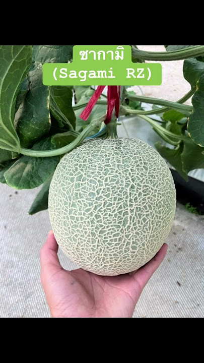เมล่อนซากามิ (Sagami RZ) เมล่อนเนื้อเขียว สายพันธุ์ดี จาก RZ #ซากามิ #sagami #melon