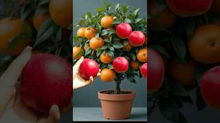How to grafting orange fruit with apple fruit to produce fruit together.#grafting #grow #orange