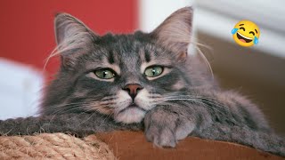 Best Cat Videos 20260222