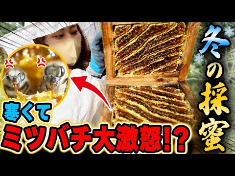 When you go to collect honey in winter, the bees get angry because