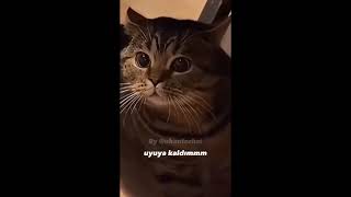 Uyuya Kaldım Kedi 2026 #uyuyakaldım