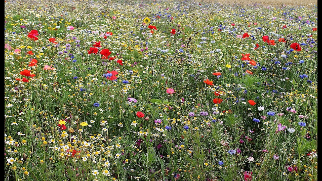 Wildblumenwiese anlegen, Schritt 3: Bodenruhe - YouTube