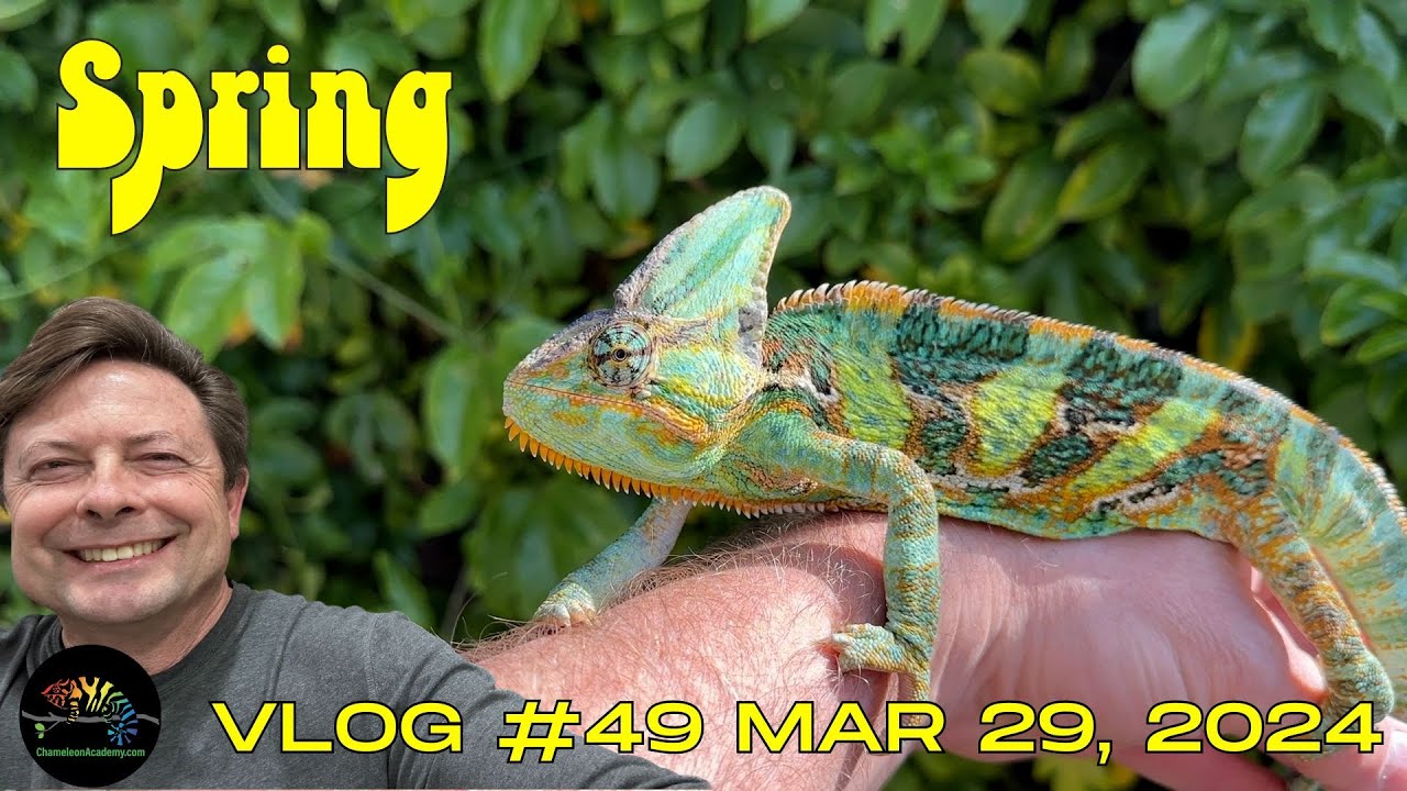 Take a Spring Tour at the Chameleon Academy grounds - YouTube