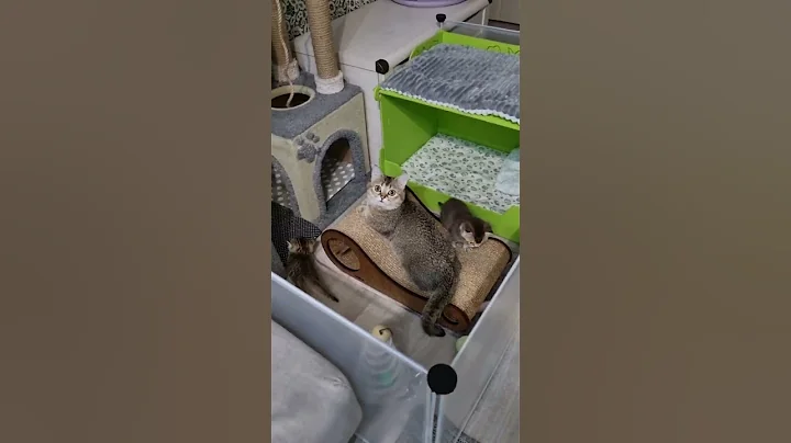 Watch the video about Cute munchkin cat 🥰 #cat #munchkincat #kitten #meow #cute #munchkin #catlover #meowed #pets