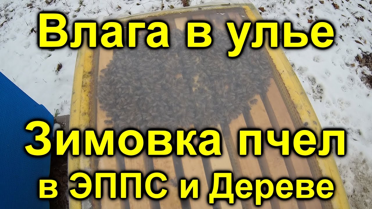 Влага в фаре