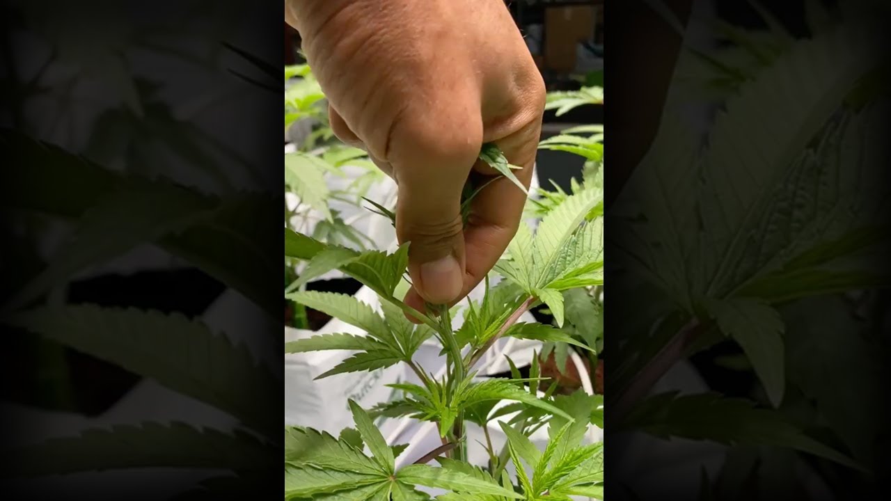 Pinch/Top Your Plants For higher Yields ✅