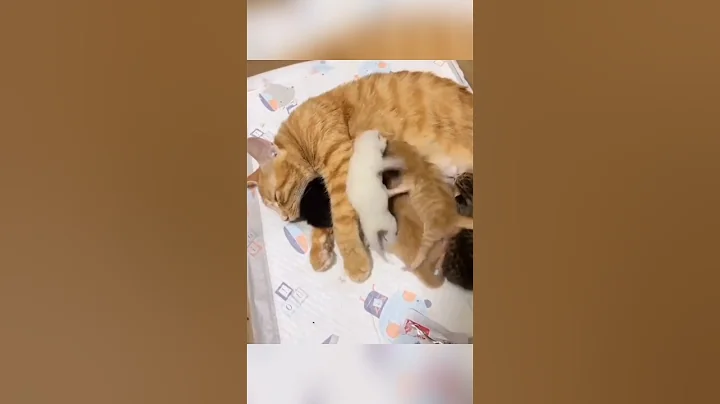 Video 11436021: cats kittens cutecat catlife, funnycats cutecat catlife kitten, cat kitten cutecat funny, hilarious cat kitten, funny cats adorable kitten, cat cute kittens adorable