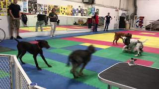 Puppy Class Free For All