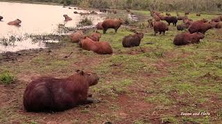 CAPYBARA (HYDROCHOERUS HYDROCHAERIS) WILDLIFE, CAPIVARA, Animals from flooded areas, PANTANAL.