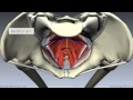 Pelvic floor part 1  the pelvic diaphragm  3d anatomy tutorial